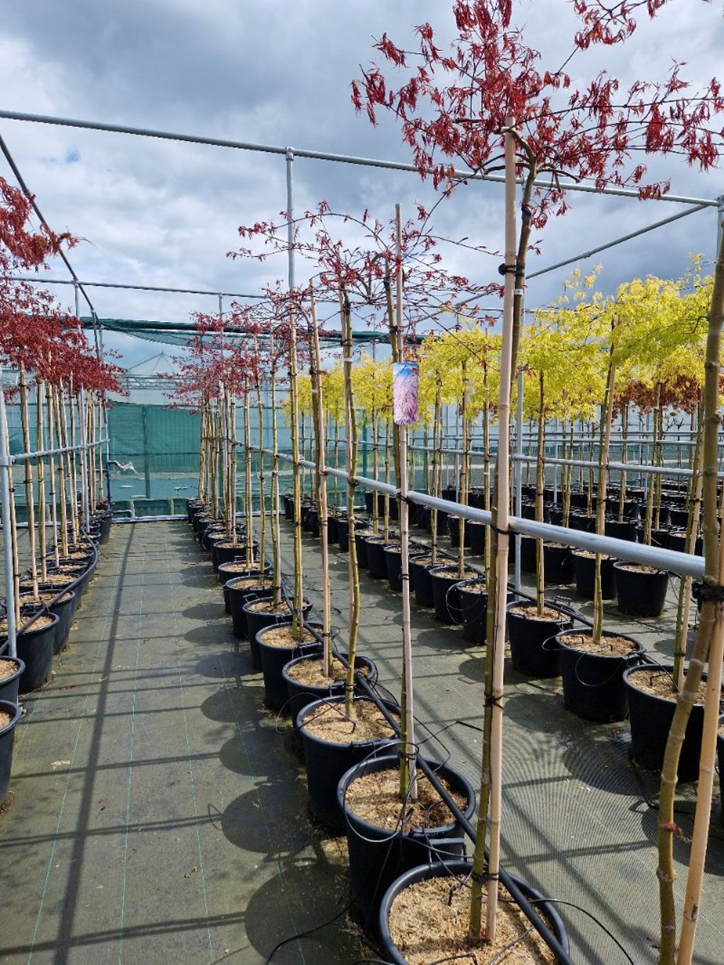 Acer pal. 'Tamukeyama' - 50 CM Stem C30